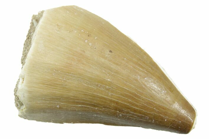 Fossil Mosasaur (Thalassotitan) Tooth - Morocco #364047